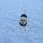 driveways-snow-clearance