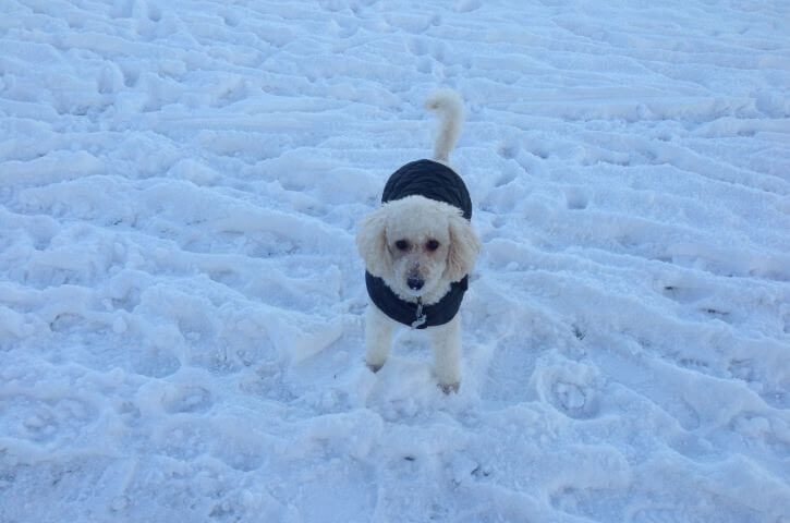 driveways-snow-clearance